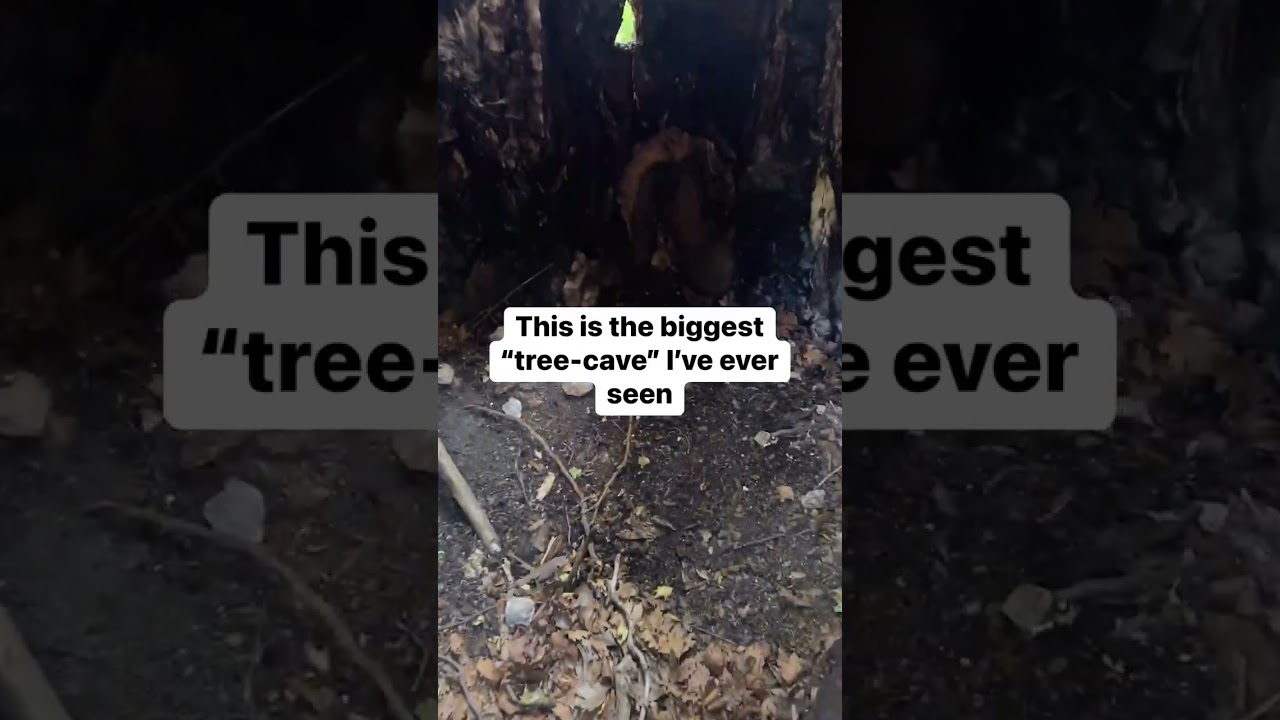 I could rent this out on airbnb 🌳 