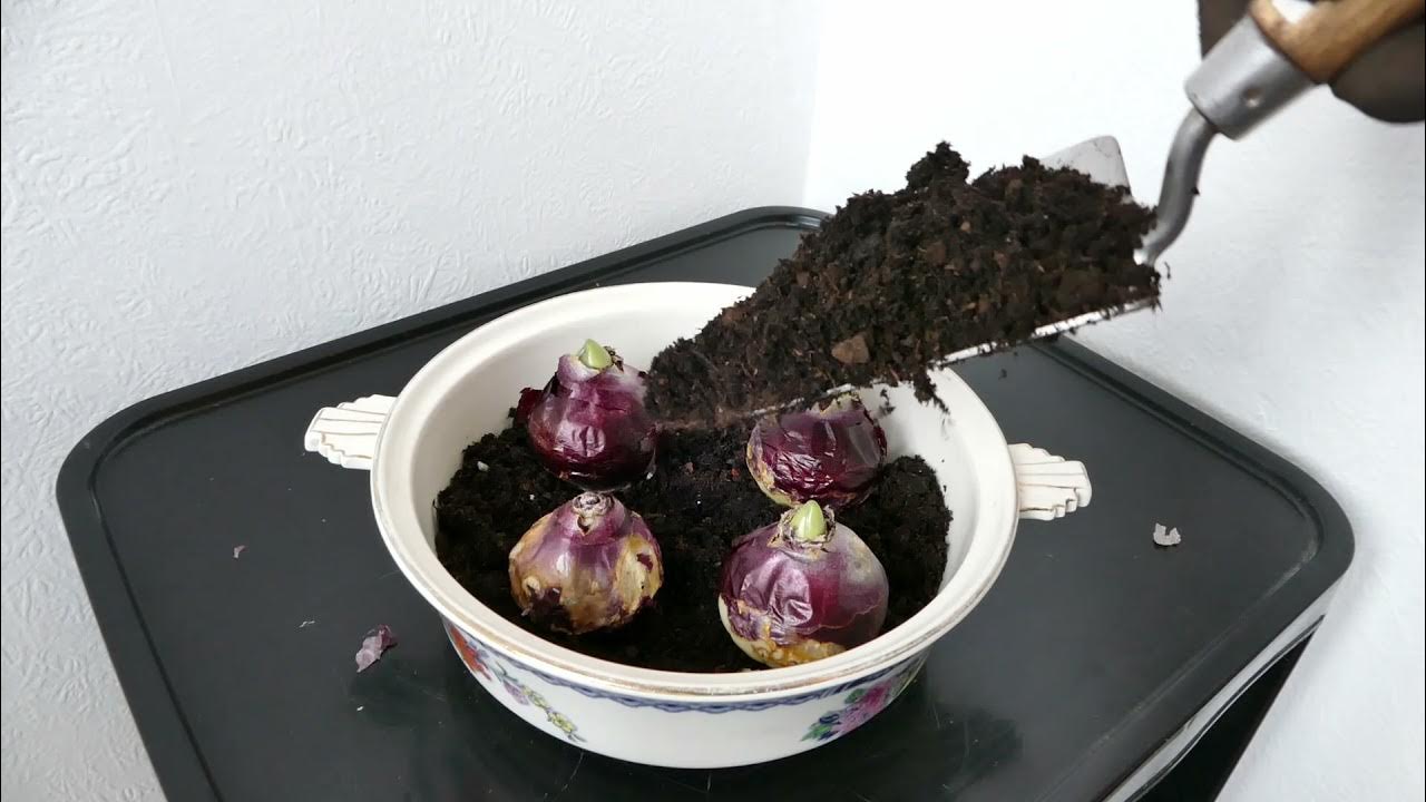How To Force Hyacinth Bulbs YouTube