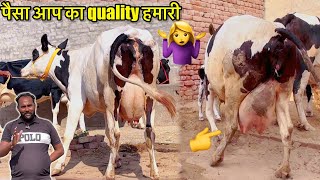 4 गाय दूध 20 से 27 लीटर, किस रेट में मिलेगी गाय जानते हैं राजू भाई से #cow 