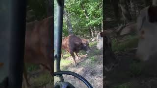 Rufus Says Stay Back Redford