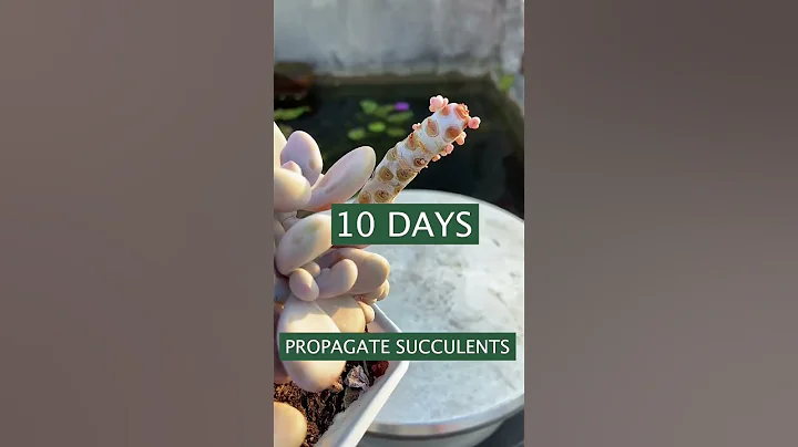 Propagate succulents | Vuonsenda #shorts - DayDayNews