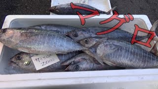 【これで1000円!?】深海魚だらけの市場に行ったら楽しすぎた！