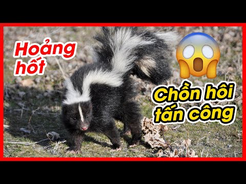 Video: Khi Skunks tấn công con chó của bạn