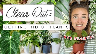 Getting Rid Of Plants  Decluttering + Refreshing My Plant Collection
