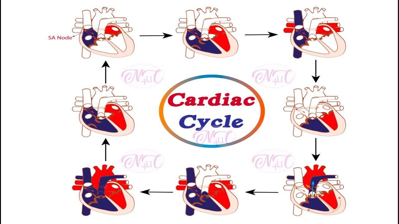 Cardiovascular System | Cardiac Cycle | Systole | Diastole - YouTube