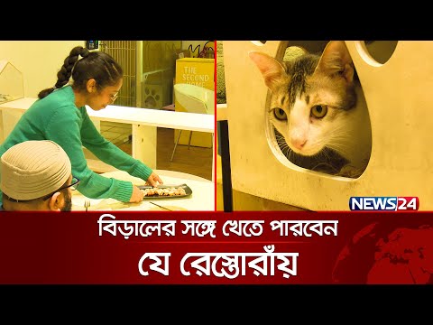 ঢাকায় কুকুর-বিড়ালের আবাসিক হোটেল! | Cat Cafe | News24 Special