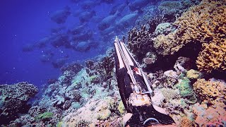 hunting in coral waters (WAKATOBI) is the best spot || Spearfishing Indonesia