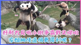 6月13日💖好耐冇見嘅小樹爭霸戰又嚟啦～家姐細佬邊個更犀利呢？💖