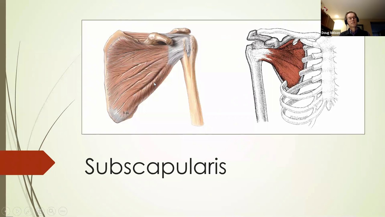 PNMT Shoulder Anatomy Review