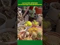 Cactus का मेला, नहीं कोई झमेला | Cactus में ऊगा है फूल, जन्नत जैसे कोई Beautiful #shorts