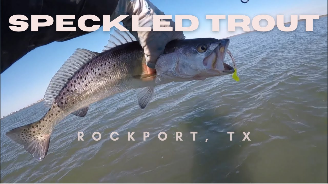 Speckled Trout on Soft Plastics | Wading Rockport Texas