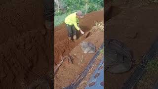 cara mencangkul di tanam loncang wonosobo #shortvideo #shorts  #sawah #pembuahan #petani