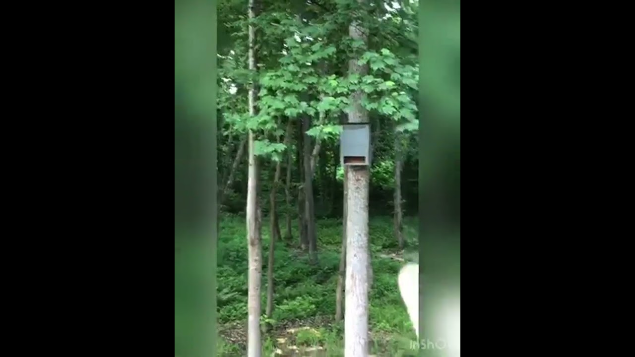 Kenley Bat House   Large Bat Box for Outside with 3 Chambers   Handmade from Cedar Wood Review