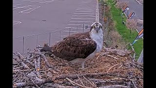 Hellgate Canyon Ospreys 2025 ~ Mystery Male Checks The Nest - Iris Gone, May 05, 2025