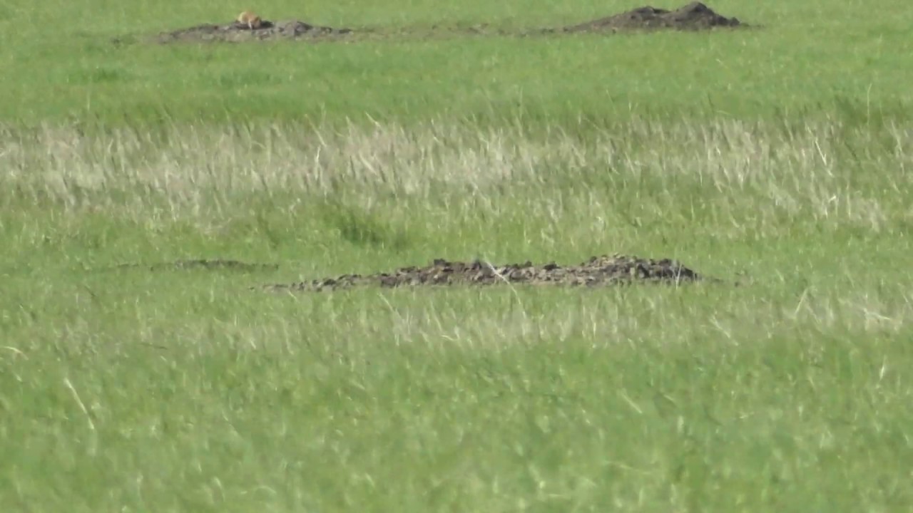 2019 South Dakota Prairie Dog Hunting YouTube
