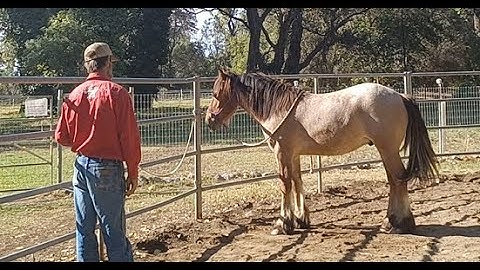 Teaching the Yearling How to Tie, Mike Hughes Auburn Ca.