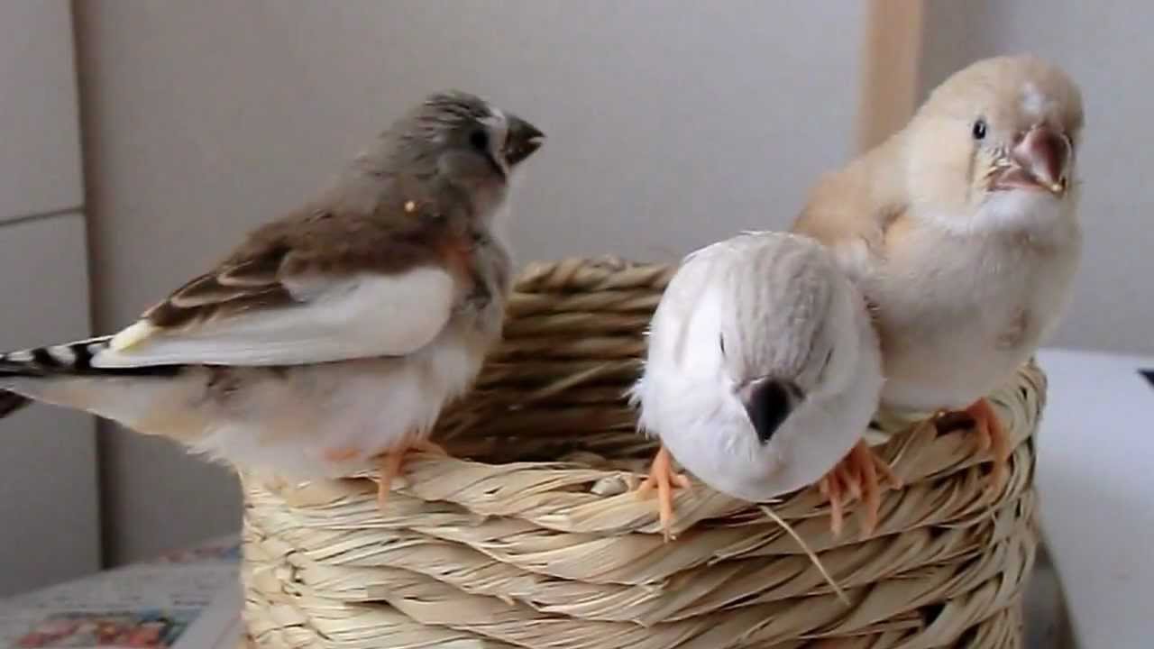 キンカチョウのヒナ、食い過ぎてまったりする