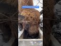 Зубрятник или зубровый питомник на Алтае. 2023 11 03