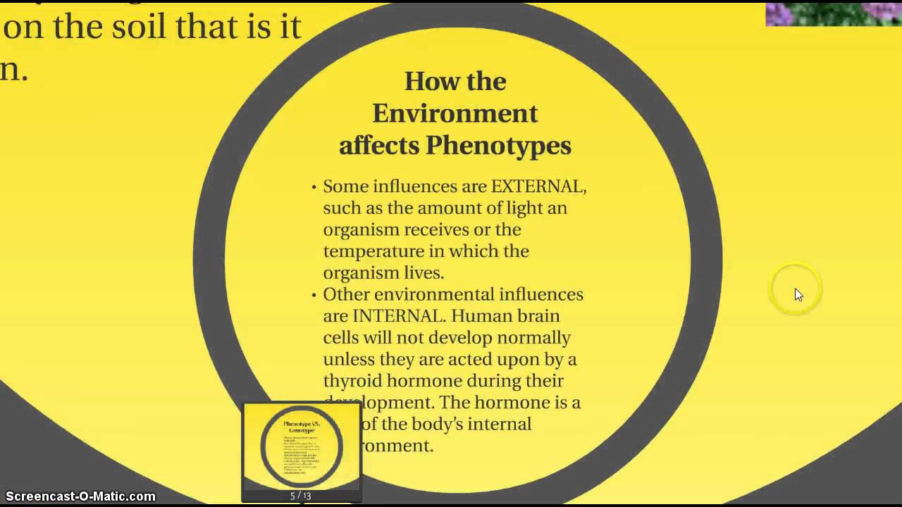 Traits And The Environment YouTube