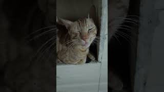Maalik ho ap toh guru♥️😭🙇🏻♀️👑 #adorablecat #prettyfunny #catvideos #pets #funny #love