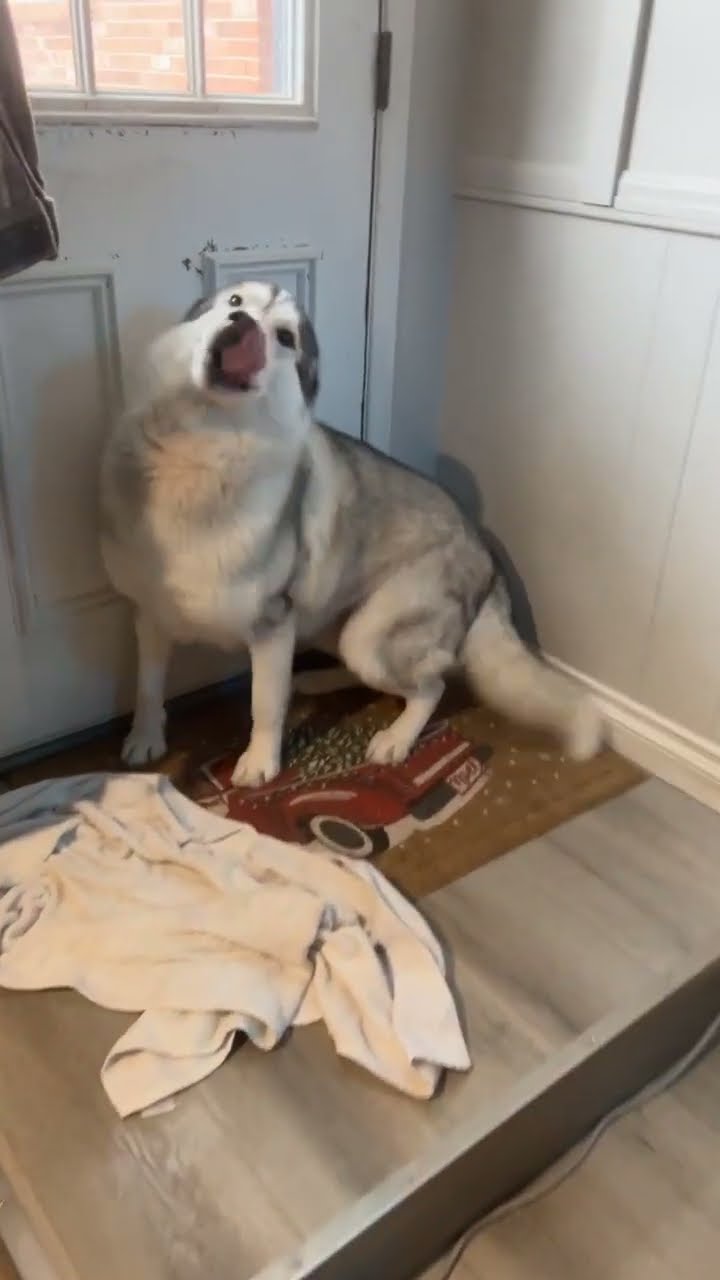 Husky Craves the Snow || ViralHog