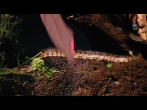 A professional rescue of Indian Rock Python #snakerescuevideo # ...