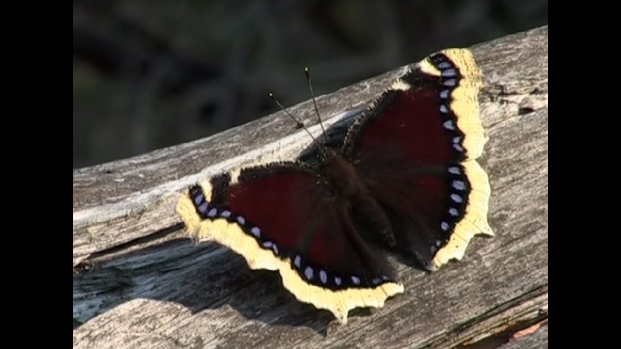 Cycle de vie du Morio (Nymphalis antiopa)