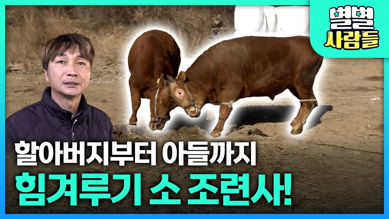 3대가 모두 전통 소싸움을 만드는 힘겨루기 소 조련사! [ 별별사람들 ] 20250326