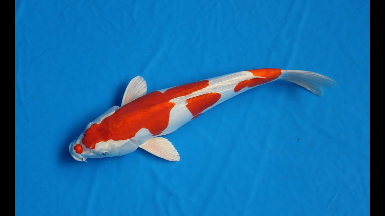 岐阜県郡上市の錦鯉 Nishikigoi 菊水 | 穂積トレイド 2907