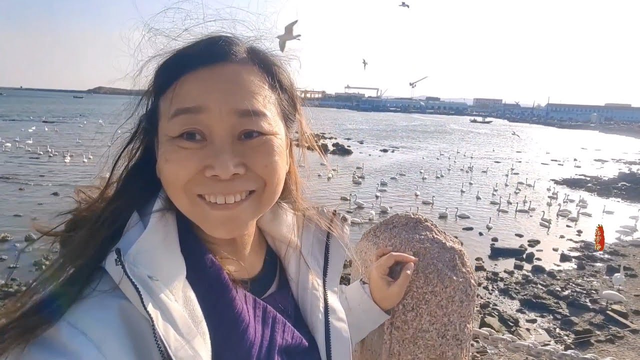 冬天里的山东，海鸥和天鹅不怕冷。