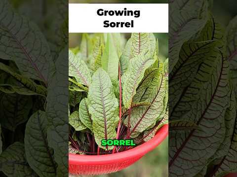 The Sour Leaf You Need to Grow! 🍋🍃