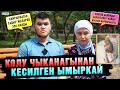 Колу чыканагынан кесилген ымыркай | &quot;Дарыгерлердин бири да мойнуна албай жатат&quot; дешет ата-энеси