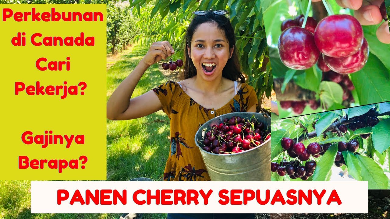 Panen Cherry Segar dan Manis di Canada I Berapa Gaji Bekerja di Perkebunan di Canada??