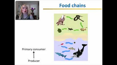 Energy Transfer Within Ecosystems