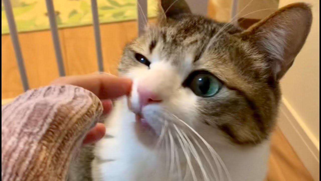 愛猫にどうしてもして欲しかったこと Vol 4 Youtube