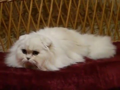 For Sale Cat Shaparack Xerox Scottish Fold Longhair Sfl Silver