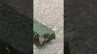 VID20241022160006 play