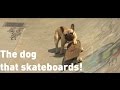 Skateboarding dog has become an internet sensation