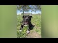 Kai- PHS Pet of the Week