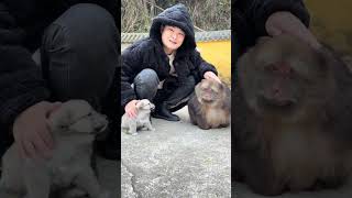 Is This Your Child? #One-Armed Monkey #Monkeys In Emei Mountain