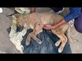 Slum pup hit by a car rescued, revived and returned home!