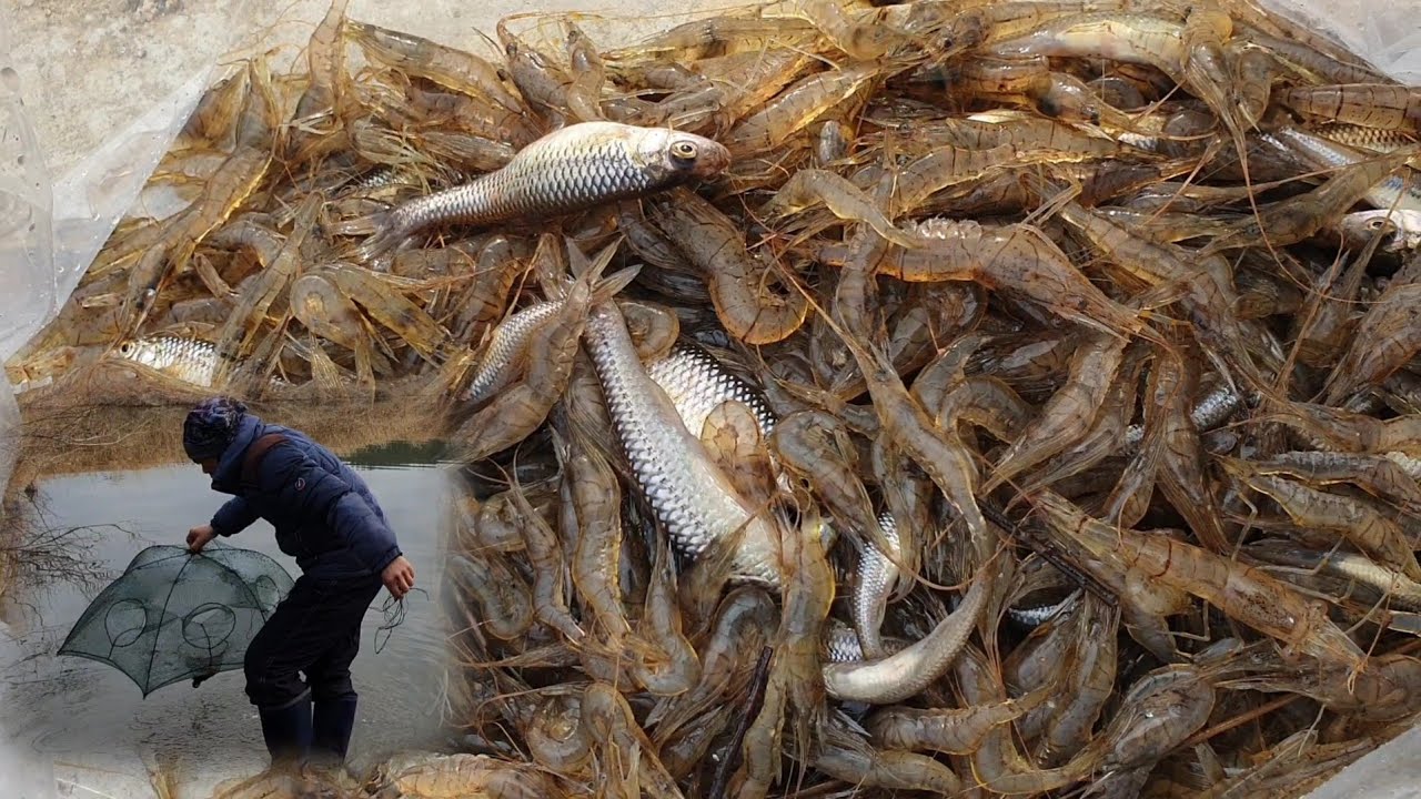 วันนี้ปะทะพรานเจ้าถิ่นหมานไผ๋หมานมันครับ