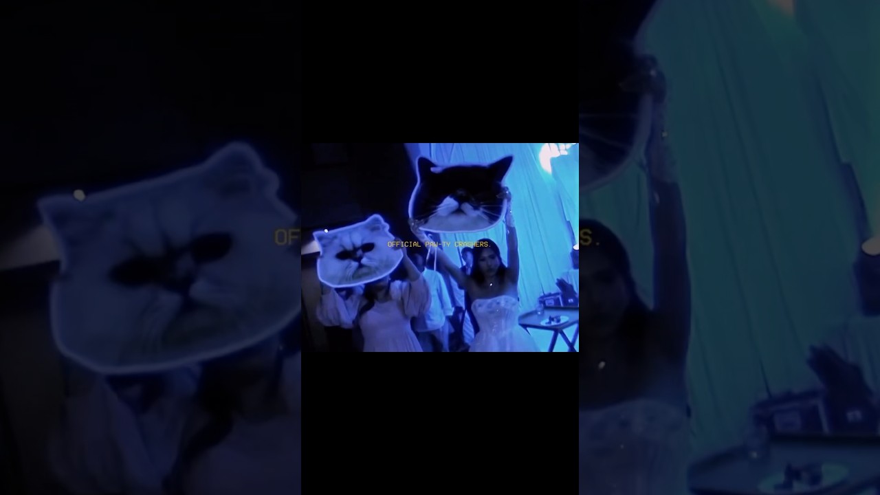 Наших кошек заметили на вечеринке после мероприятия 🎉