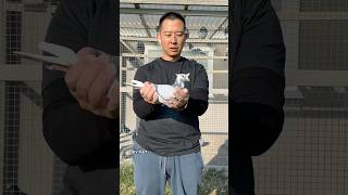 Super son of X factor x Utah’s Princess #ceyxloft #racingpigeons