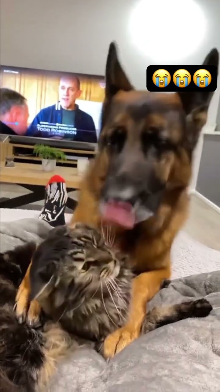 Doggyo tries to befriend prvnci