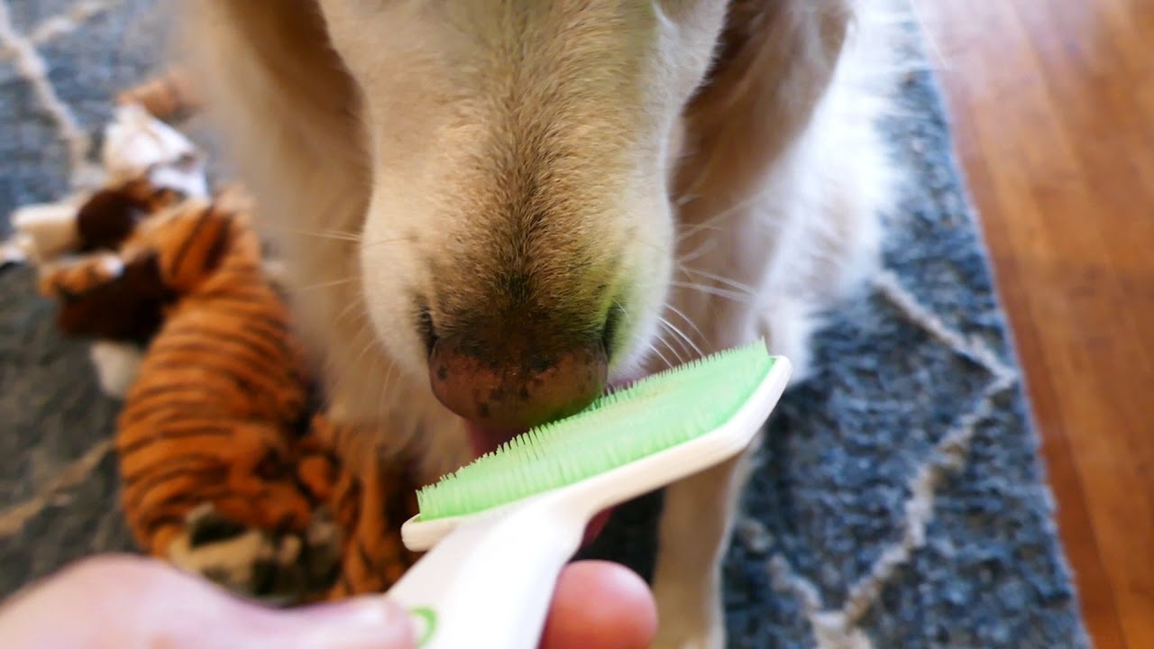 Dog Licking Orapup Tongue Cleaning Brush Round Two English Cream