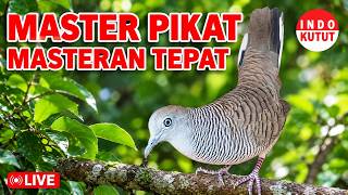 Download lagu suara burung Perkutut Lokal Gacor di alam liar manjur buat masteran