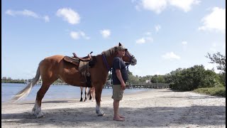 Beach Horses Documentary