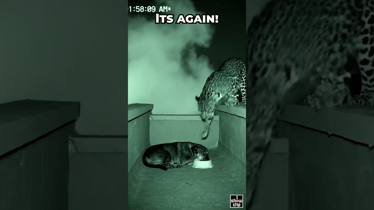 Leopard Snatches Dog from Rooftop 