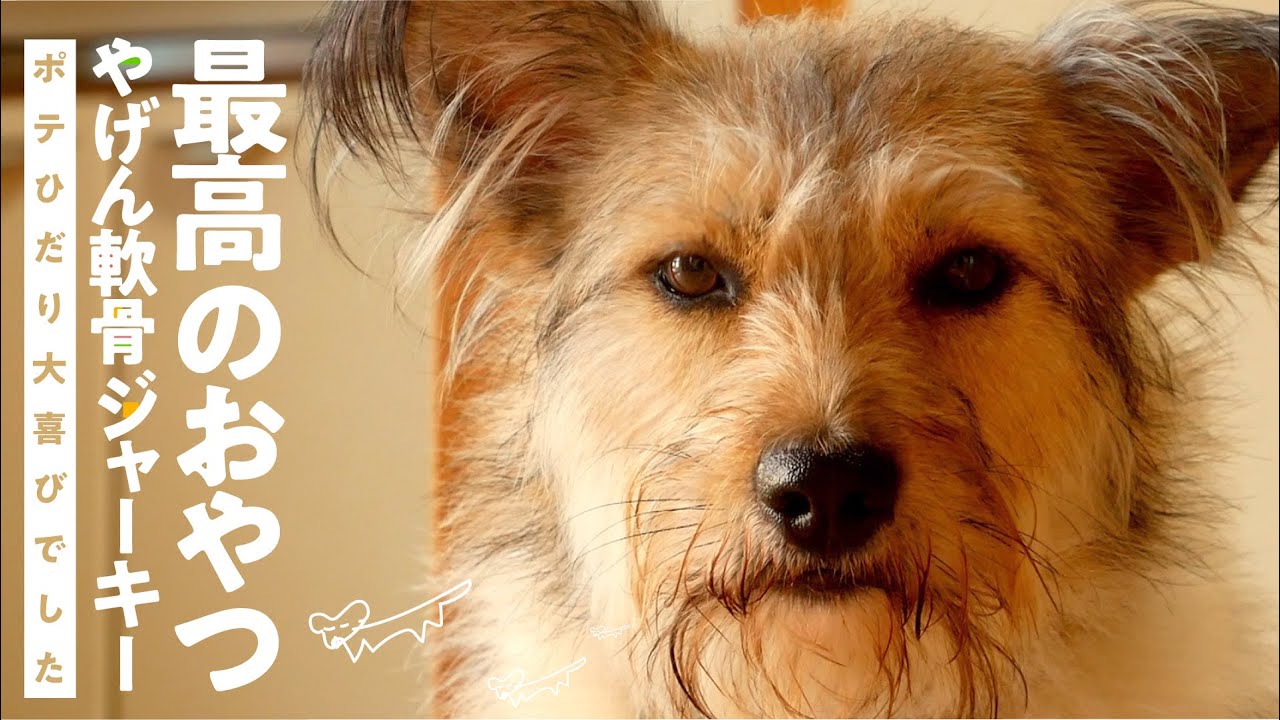 カリッカリのやげん軟骨ジャーキーを食べてポテとひだり大喜びの巻 犬用手作りおやつ Youtube